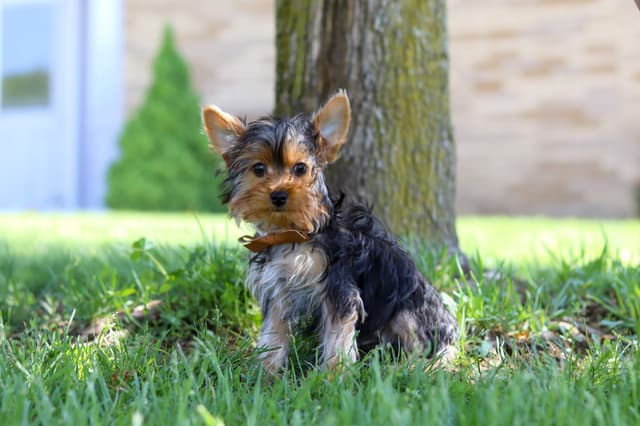 Yorkshire Terrier Puppies media 3