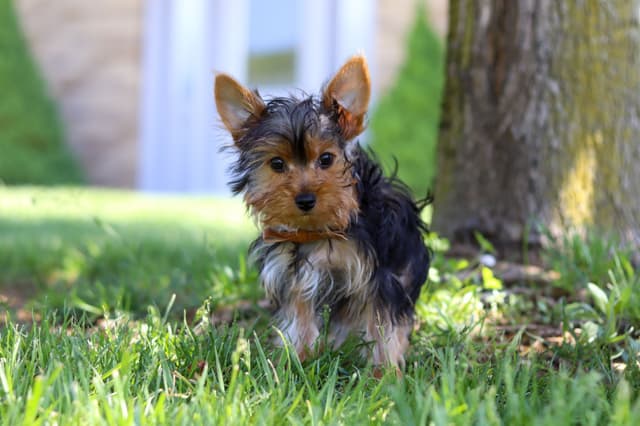 Yorkshire Terrier Puppies media 4