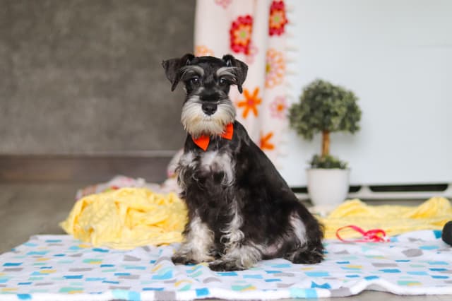 Miniature Schnauzer Puppies media 2