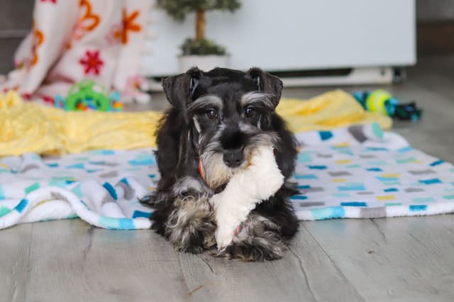 Miniature Schnauzer Puppies media 3