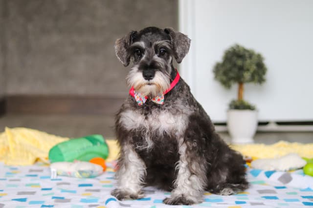 Miniature Schnauzer Puppies media 4