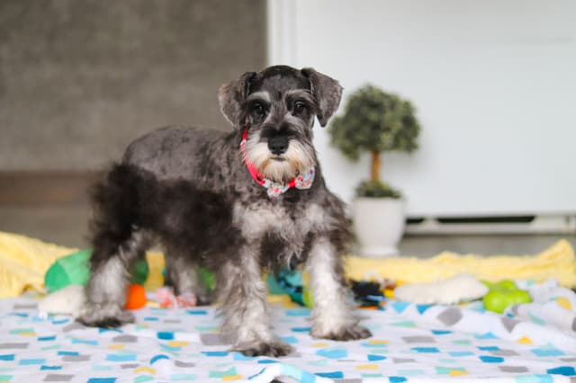 Miniature Schnauzer Puppies media 5