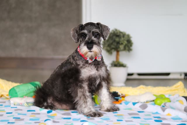 Miniature Schnauzer Puppies media 6