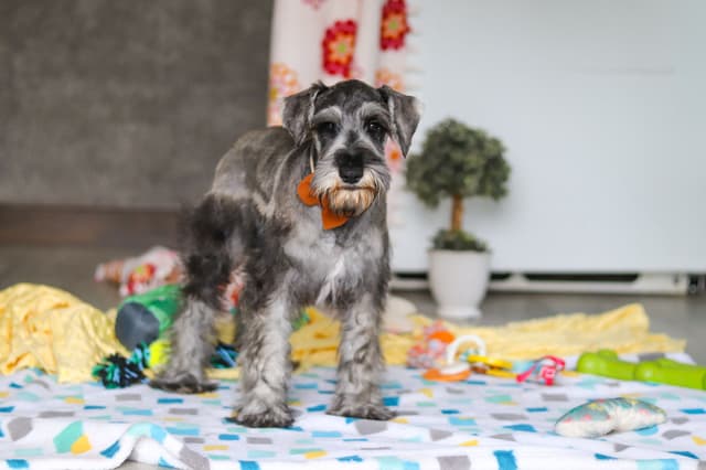 Miniature Schnauzer Puppies media 7