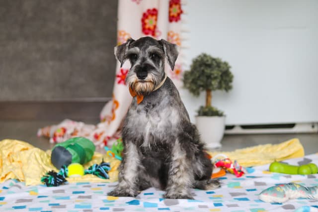 Miniature Schnauzer Puppies media 8