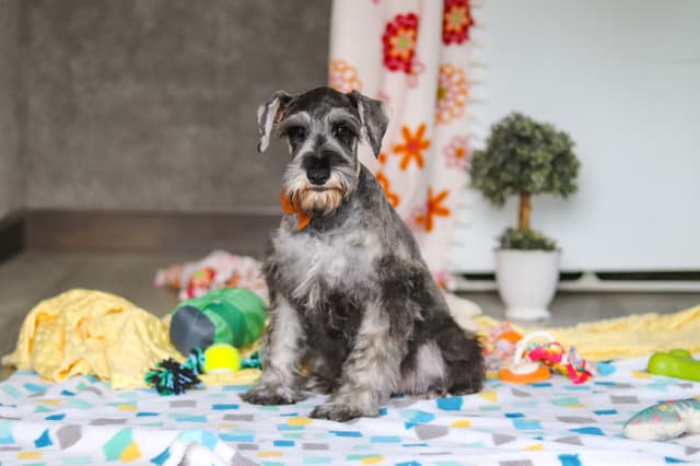 Miniature Schnauzer Puppies media 9