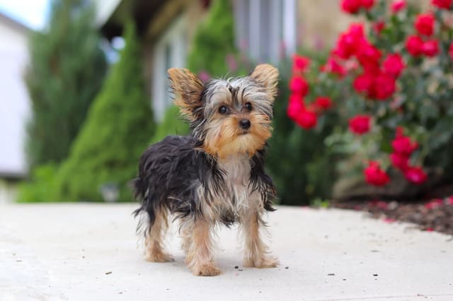 Yorkshire Terrier Puppies media 3