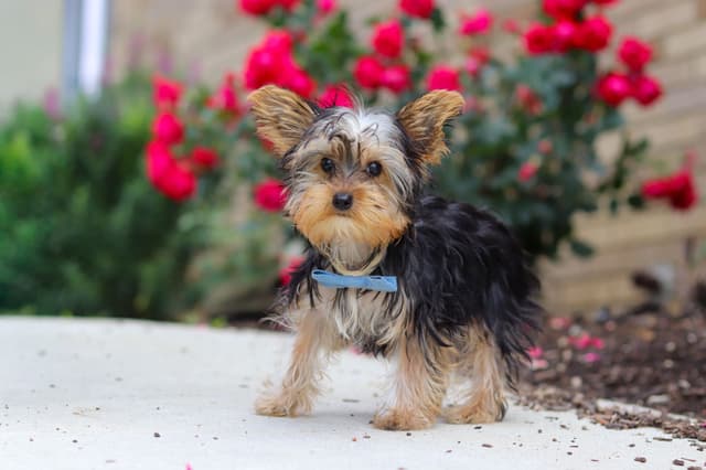 Yorkshire Terrier Puppies media 5