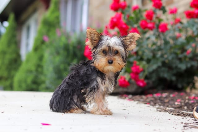 Yorkshire Terrier Puppies media 7