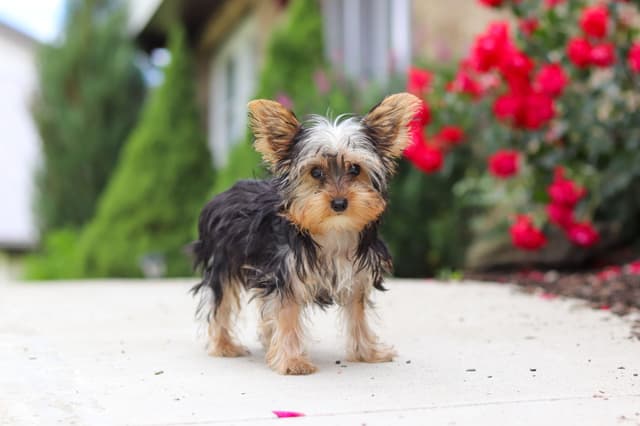 Yorkshire Terrier Puppies media 4