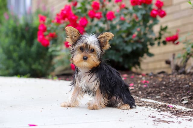 Yorkshire Terrier Puppies media 2