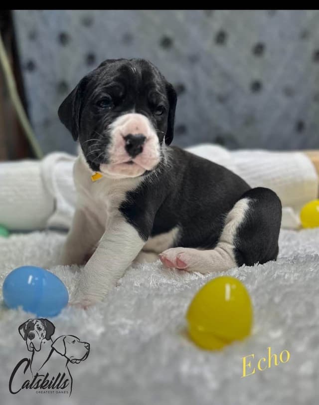Great Dane Puppies media 2