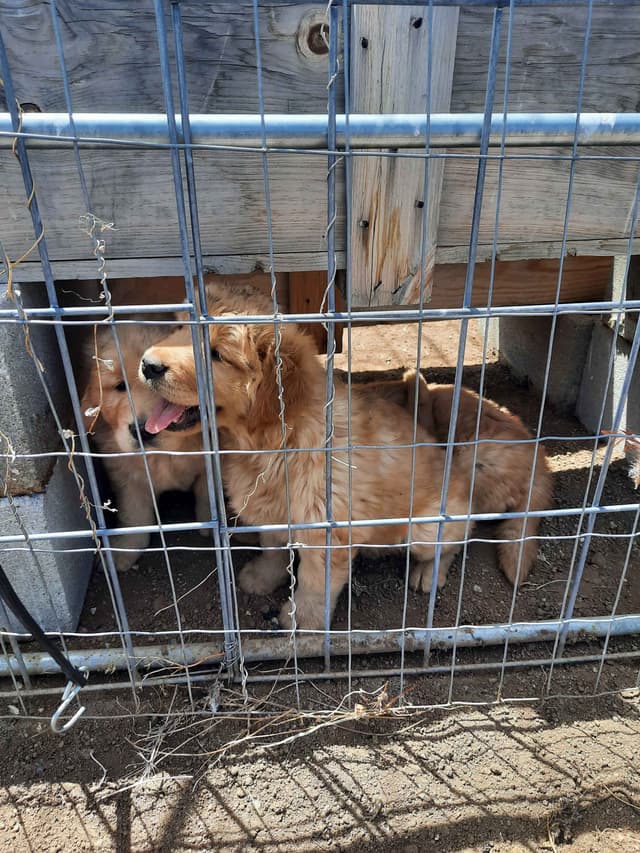 Golden Retriever Puppies media 2