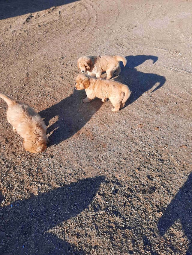 Golden Retriever Puppies media 3