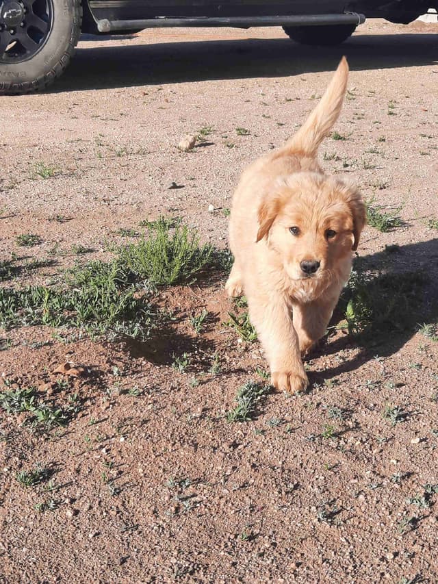 Golden Retriever Puppies media 4
