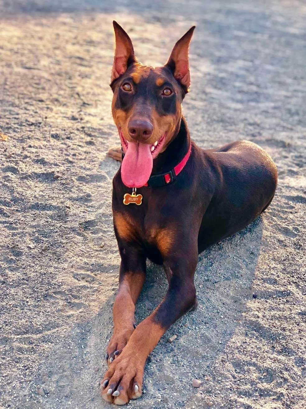 Doberman Pinscher Puppies breeder image 6