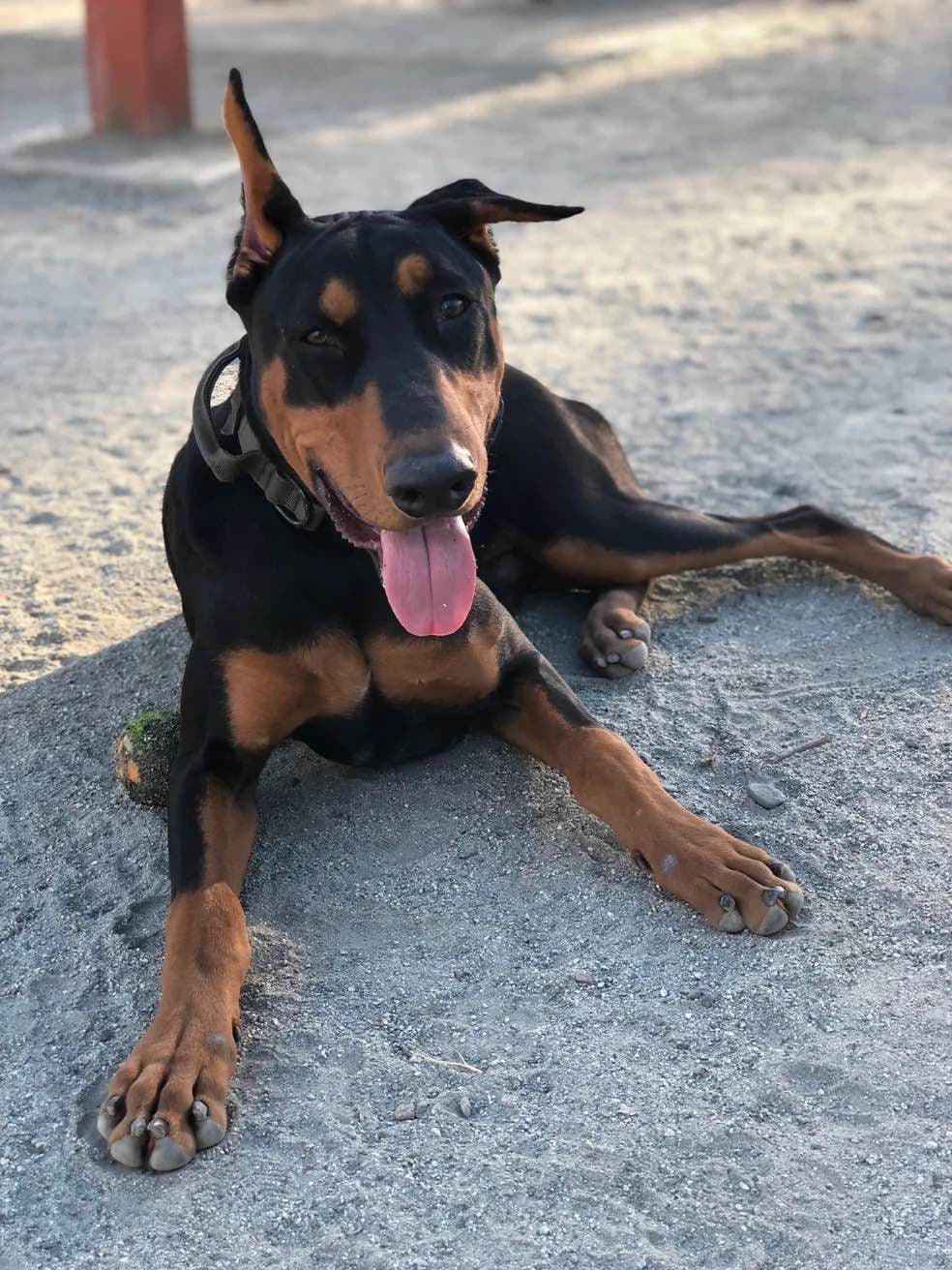 Doberman Pinscher Puppies breeder image 7