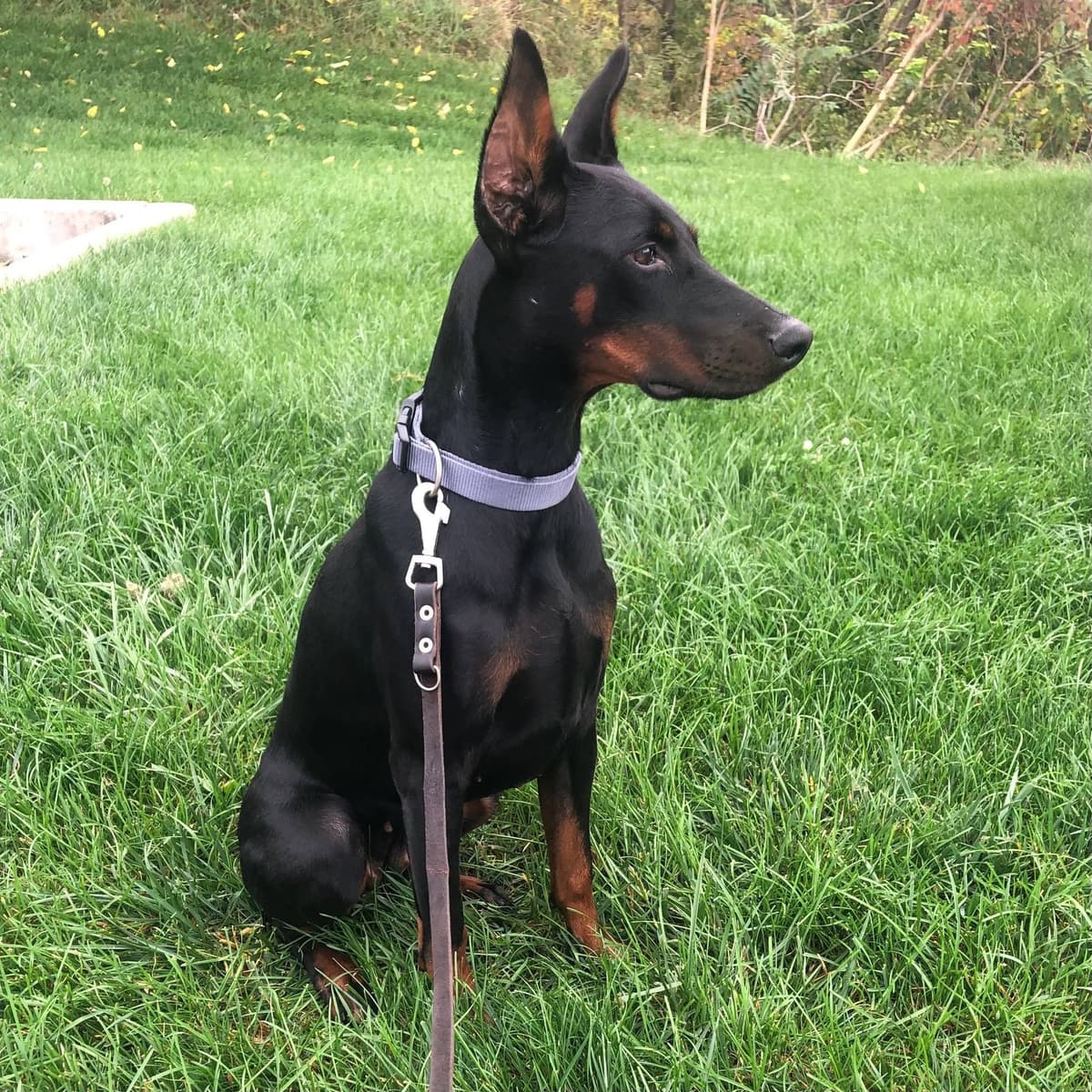 Doberman Pinscher Puppies breeder image 4