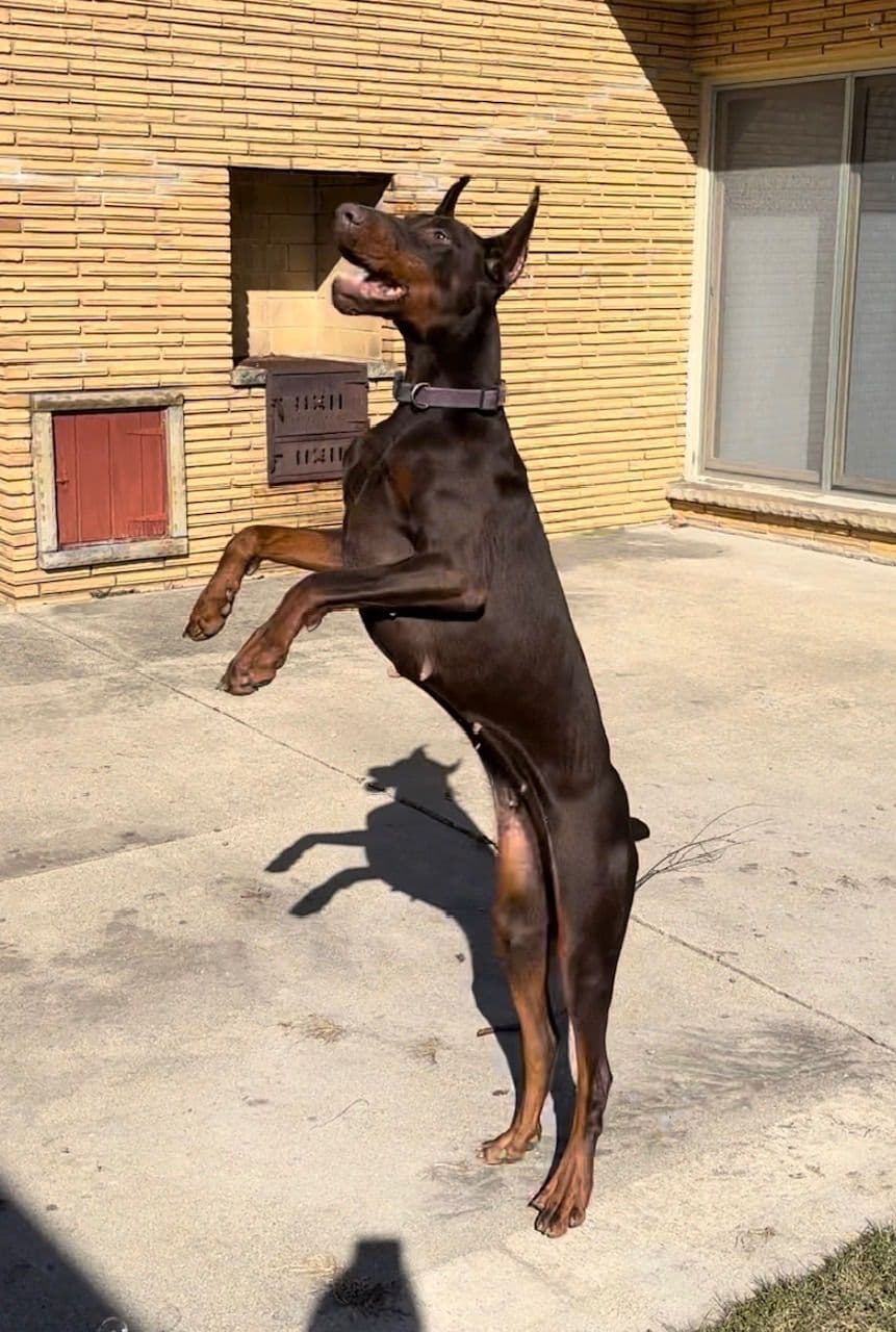 Doberman Pinscher Puppies breeder image 5