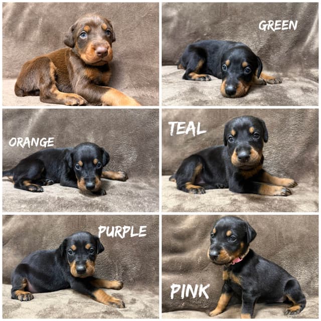 Doberman Pinscher Puppies media 4