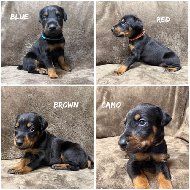 Doberman Pinscher Puppies media 5