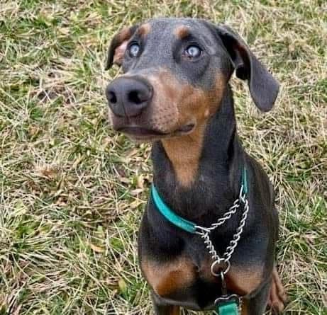 Doberman Pinscher Puppies breeder image 3