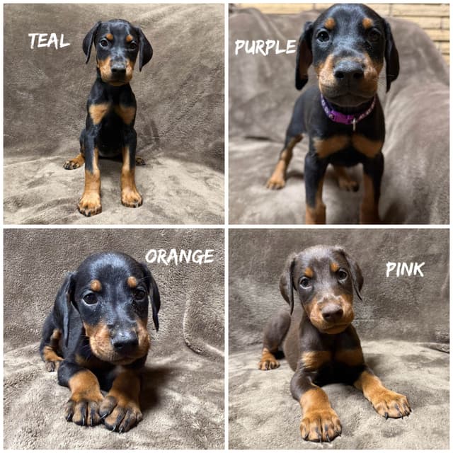 Doberman Pinscher Puppies media 2