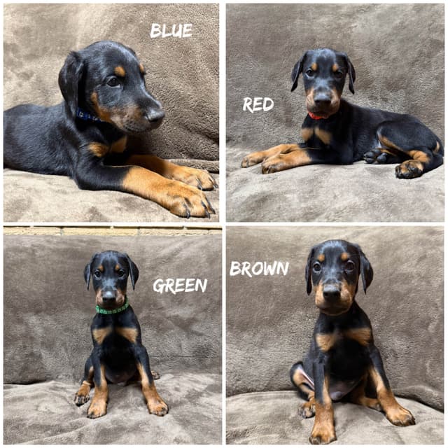 Doberman Pinscher Puppies media 3