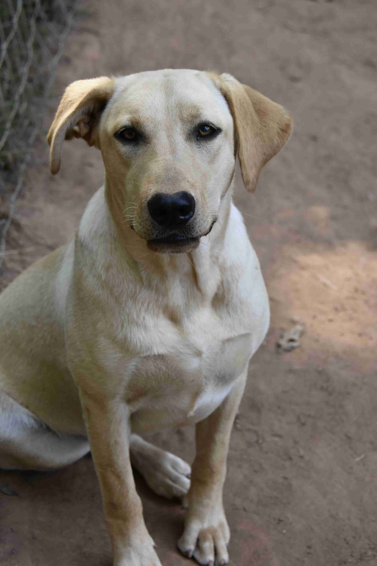 Labrador Retriever Puppies breeder image 1