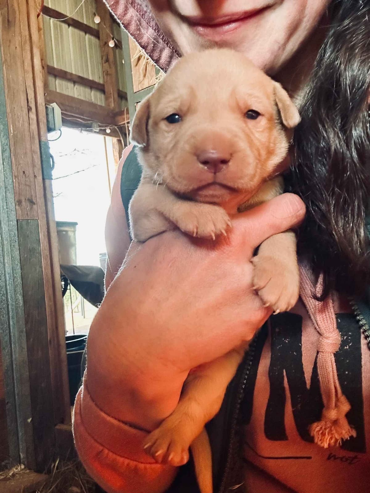 Labrador Retriever Puppies breeder image 6
