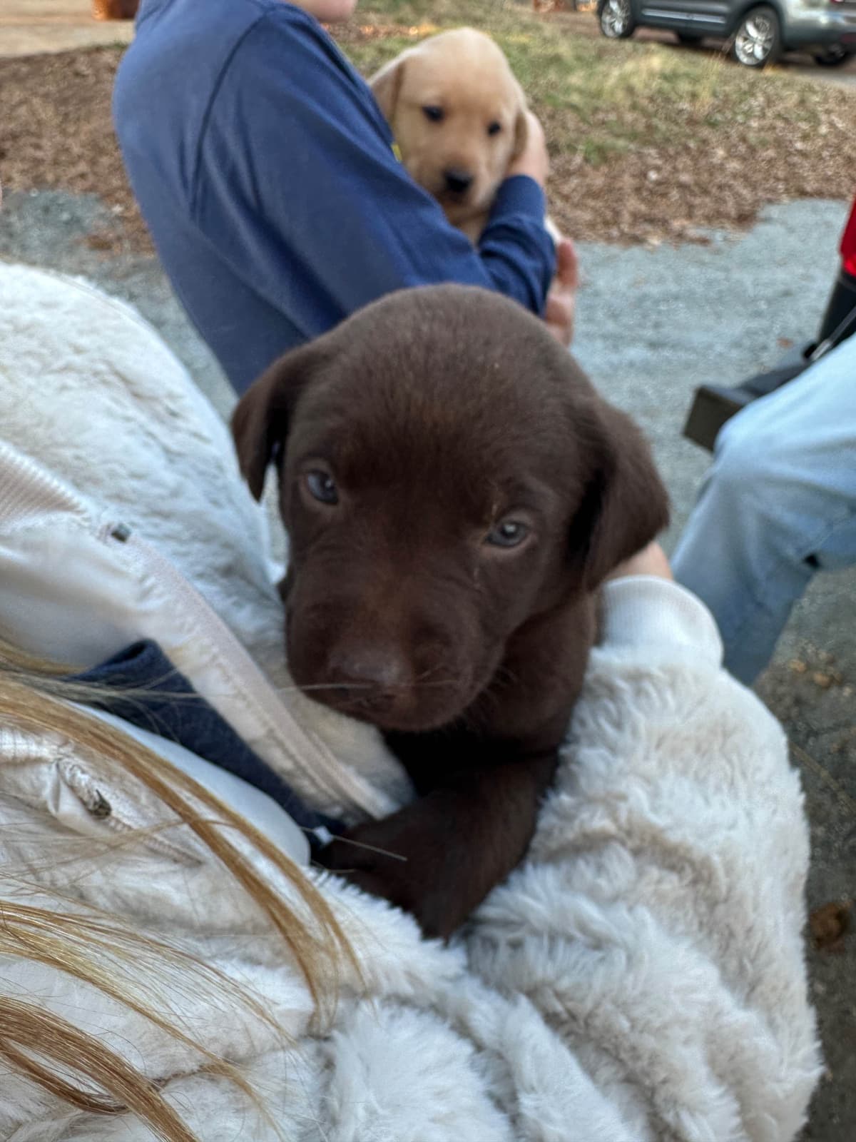 Labrador Retriever Puppies breeder image 4