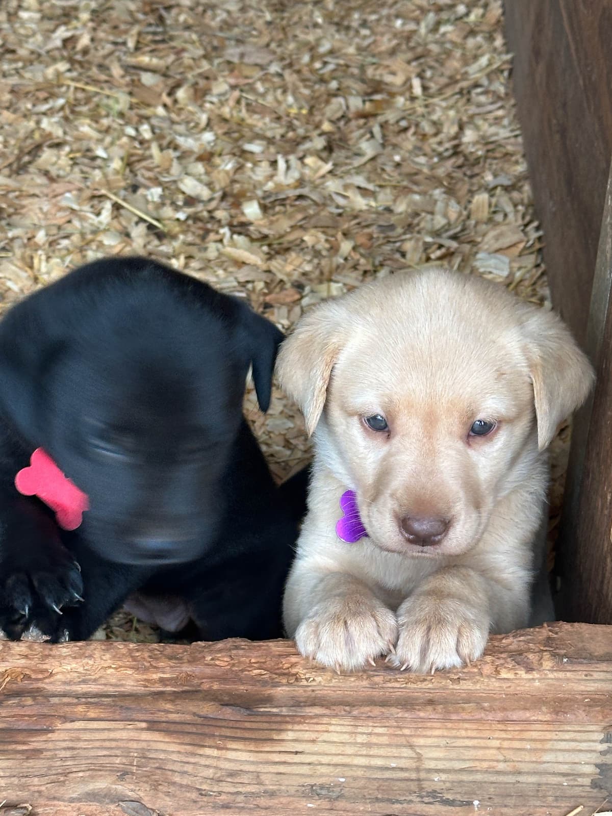 Labrador Retriever Puppies breeder image 3