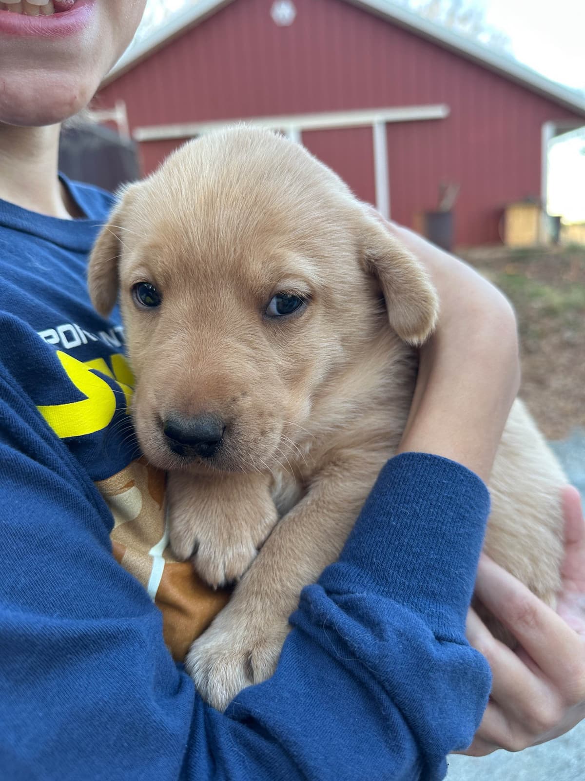 Labrador Retriever Puppies breeder image 7