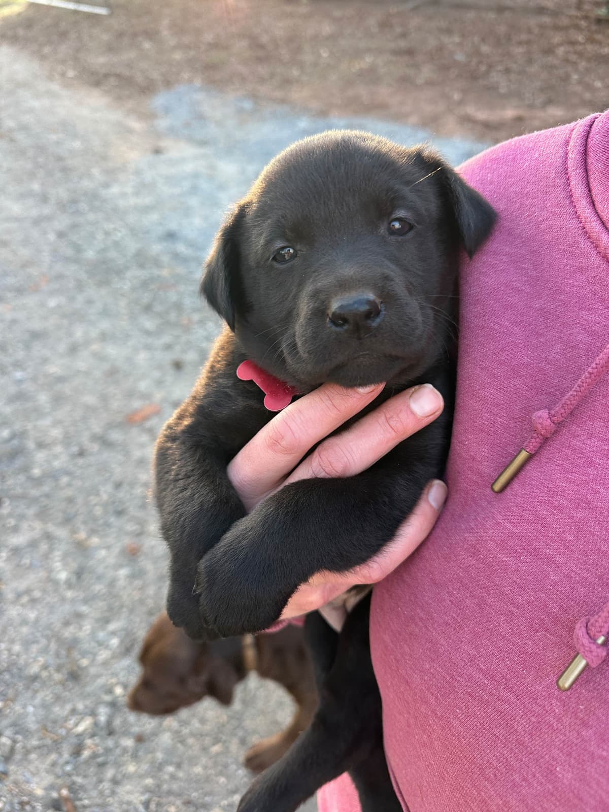 Labrador Retriever Puppies breeder image 5
