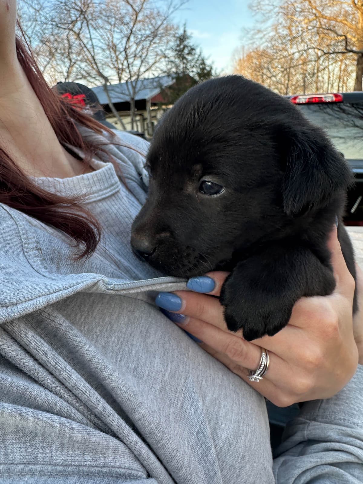 Labrador Retriever Puppies breeder image 8