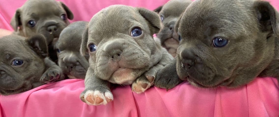French Bulldog Puppies breeder image 1