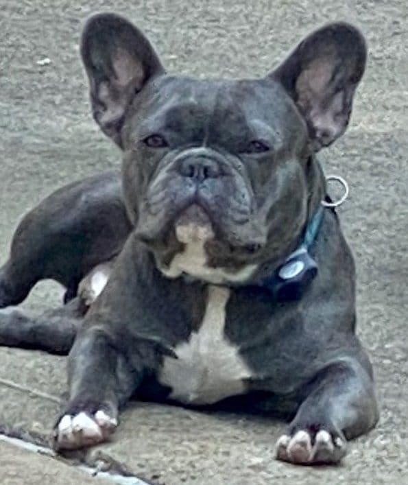French Bulldog Puppies breeder image 3