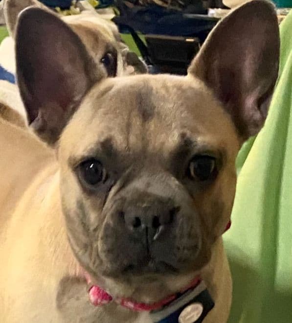 French Bulldog Puppies breeder image 4