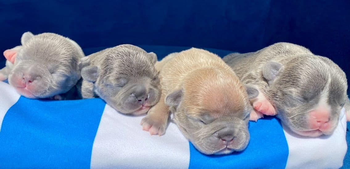 French Bulldog Puppies breeder image 5