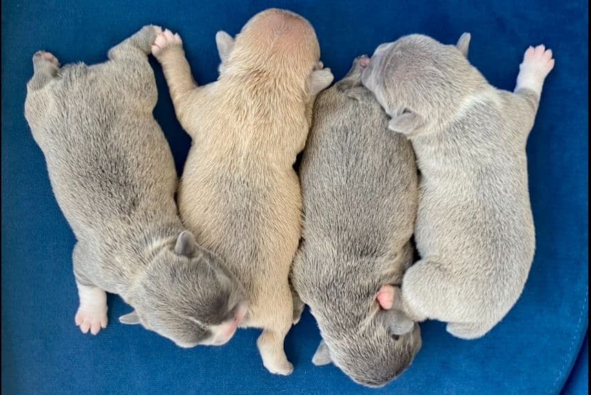 French Bulldog Puppies breeder image 6