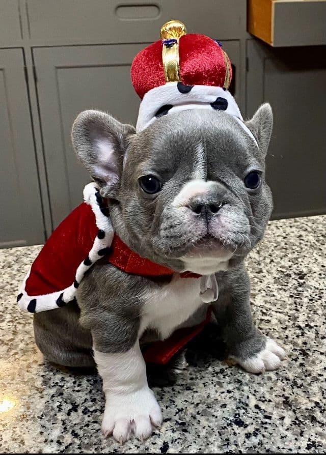 French Bulldog Puppies breeder image 7
