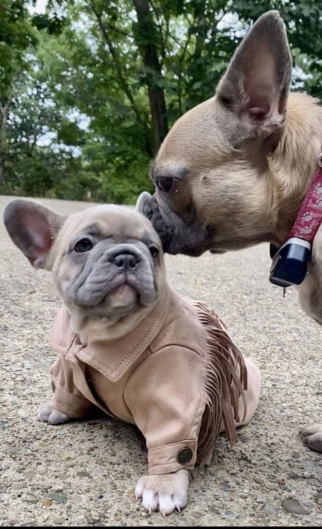 French Bulldog Puppies breeder image 8