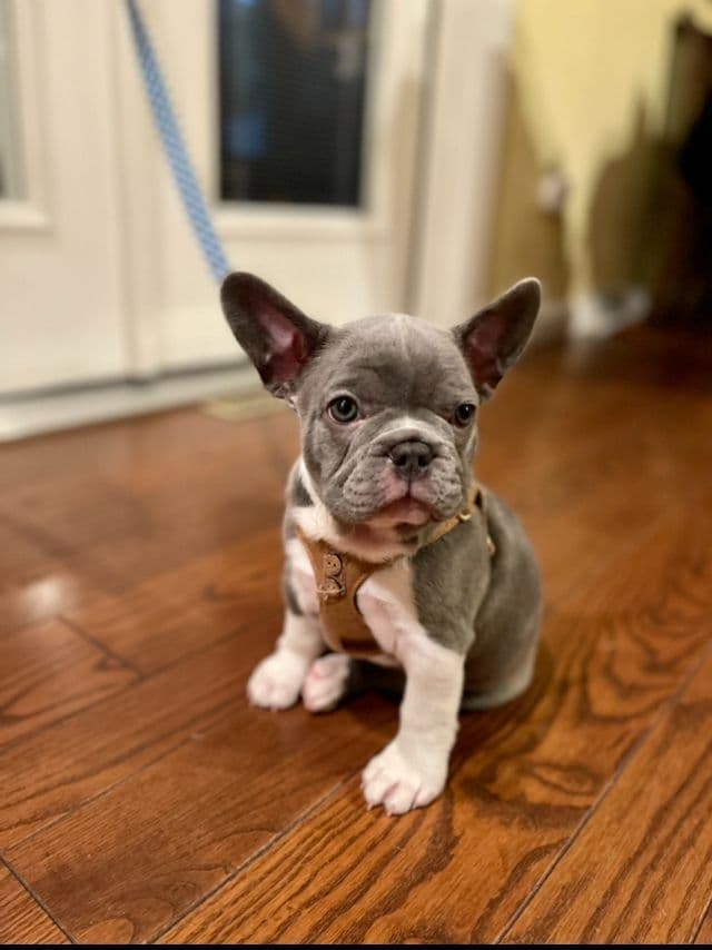 French Bulldog Puppies breeder image 9