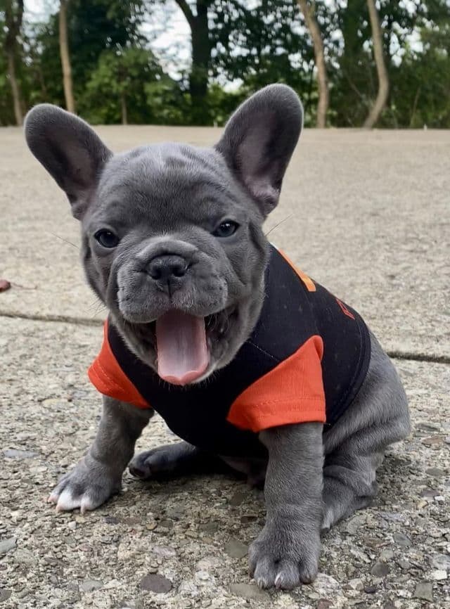 French Bulldog Puppies breeder image 10