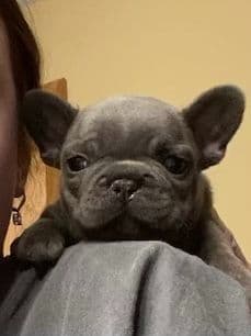 French Bulldog Puppies breeder image 11