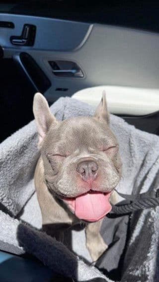 French Bulldog Puppies breeder image 12