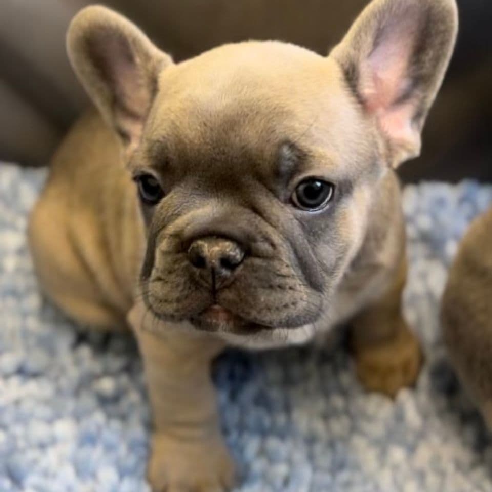 French Bulldog Puppies breeder image 13