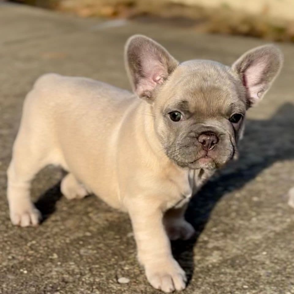 French Bulldog Puppies breeder image 15