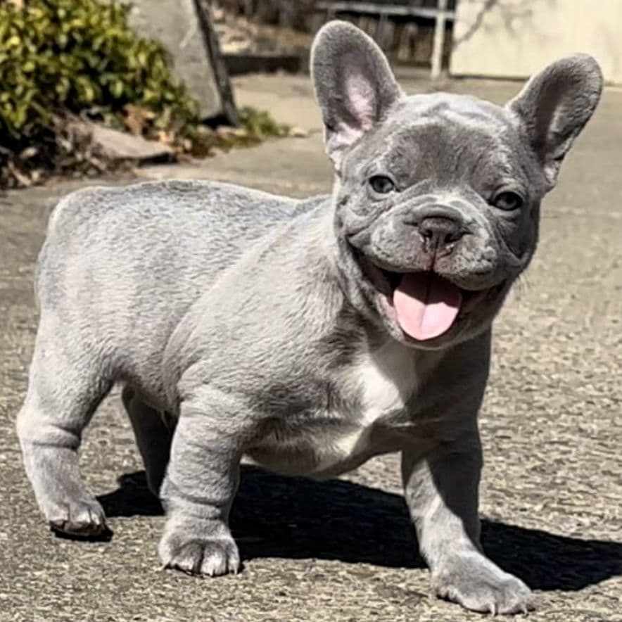 French Bulldog Puppies breeder image 14