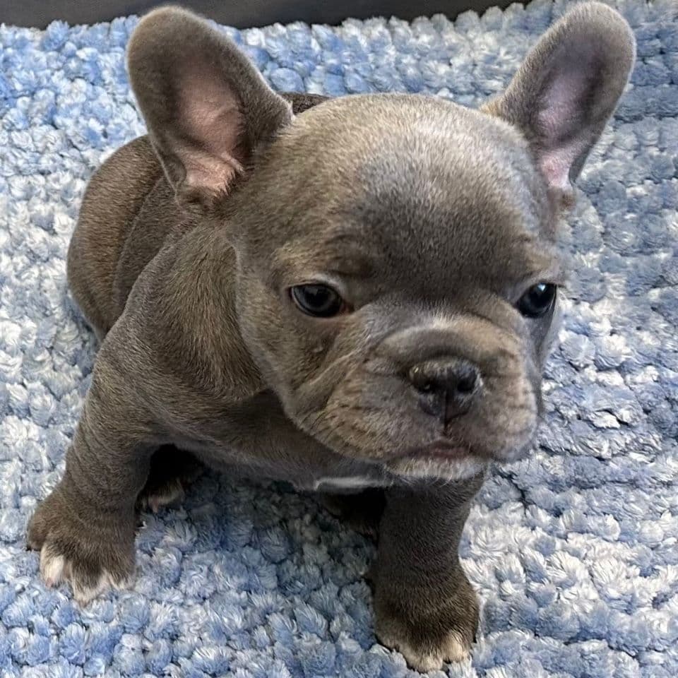 French Bulldog Puppies breeder image 16